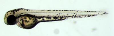 zebrafish-400