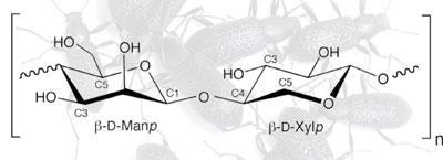 beetle-plus-structure-400