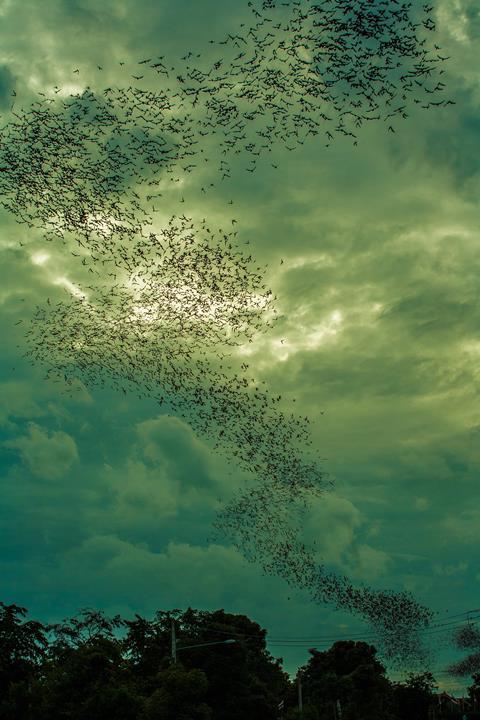 A swarm of bats