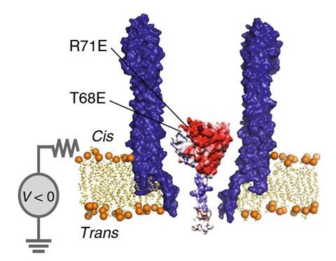 An image showing a single cysteine-free (C85A and C152S substitutions) DHFR molecule