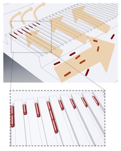 Cartoon illustrating the loading of rod-shaped bacterial cells (red) into cell traps. Arrows indicate flow direction during loading.