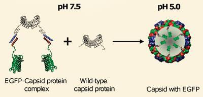 capsid-400