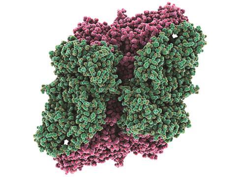 Beta-galactosidase molecule 