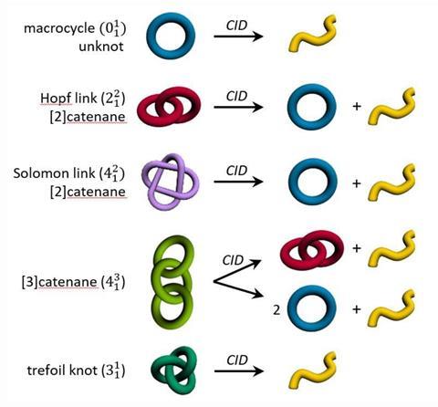 An image showing the topologies and Briggs notations of the different species under study