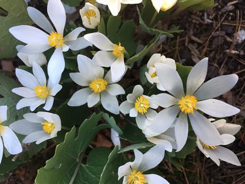 Bloodroot