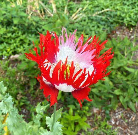 Danish Flag poppy