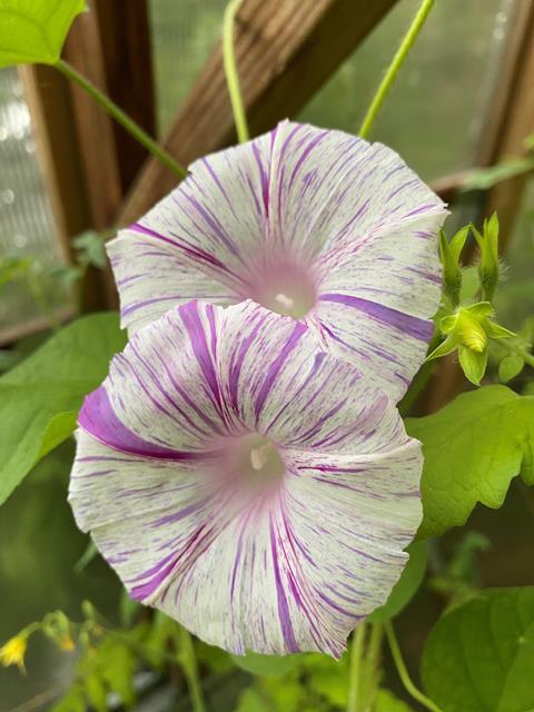 Morning Glory