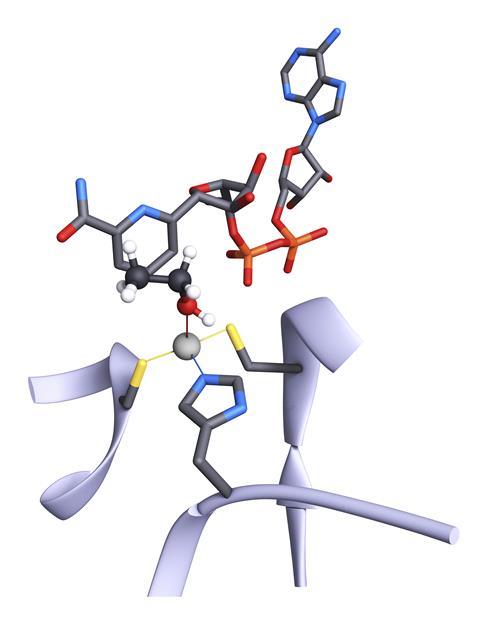 An image showing the active site of the alcohol dehydrogenase enzyme 