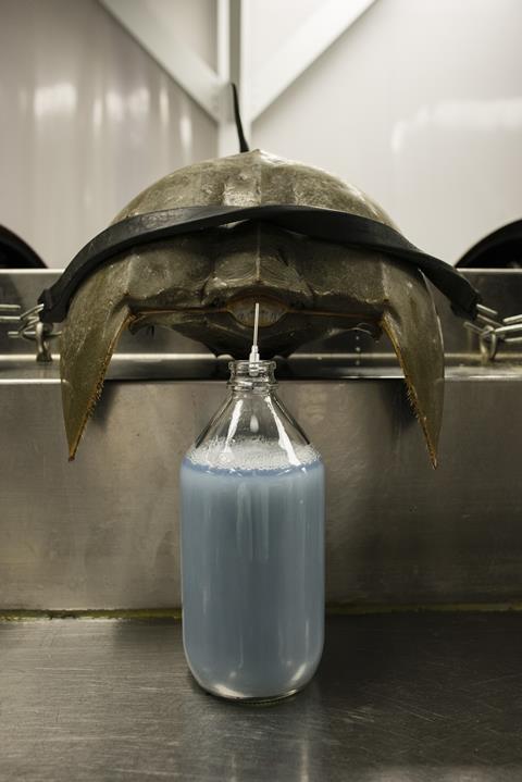 Horseshoe crabs are bled at the Charles River Laboratory