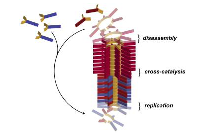 An illustration of the parasitic-behaviour of self-replicating molecules