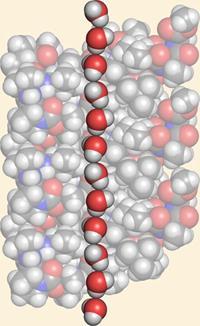 Peptide-nanotube-300