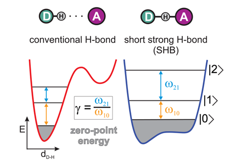 An image showing hydrogen bonds