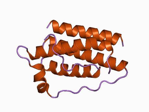 The structure of the hormone leptin