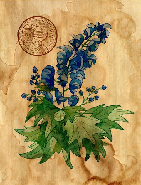 An illustration showing an aconite flower