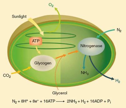 bacterial-hydrogen-405