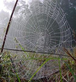 Spider_Web_250