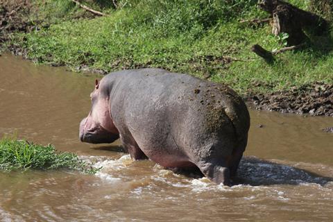 An image showing a hippo