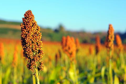 Close up of sorghum in morning sunlight