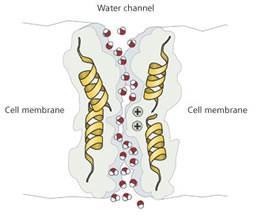 aquaporin