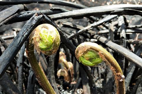 Image of two fern fronds growing against a background of burnt, blackened wood