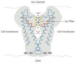 aquaporin2