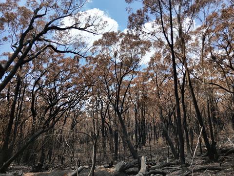 An image of a forest of blackened, fire-damaged trees