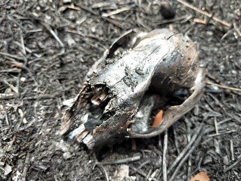 Image of a blackened, charred wallaby skull on a fire-damaged forest floor