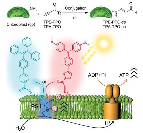 A scheme showing attaching AIEgens onto chloroplasts