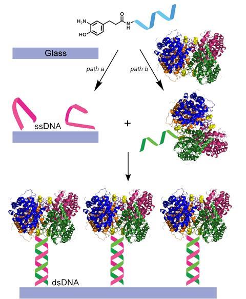 Schematic diagram of DNA-directed immobilization onto glass surface