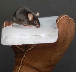 mouse-on-ice-250