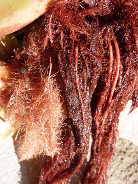 A photograph of water hyacinth roots