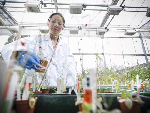 Scientist growing Thale Cress for genetic analysis