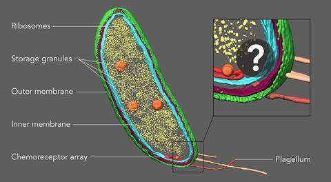 An image showing the Caulobacter bacterium