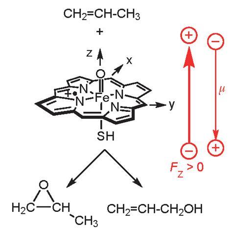 The enzymes’ selectivity results from electric field effects