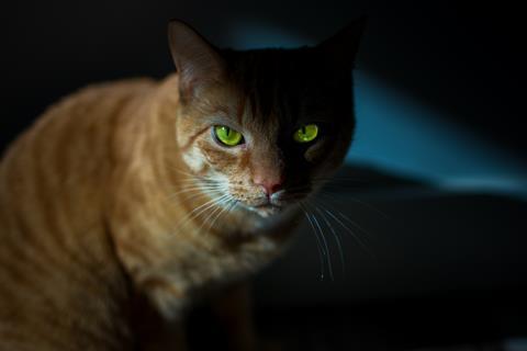 Cat in a dark room
