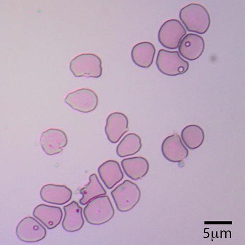 Lab-grown filtered reticulocytes