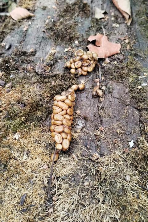 Animal droppings on the forest floor. The shapes of pale coffee beans are clearly visible in the droppings.