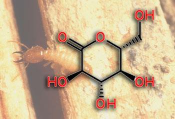 termite-structure-350