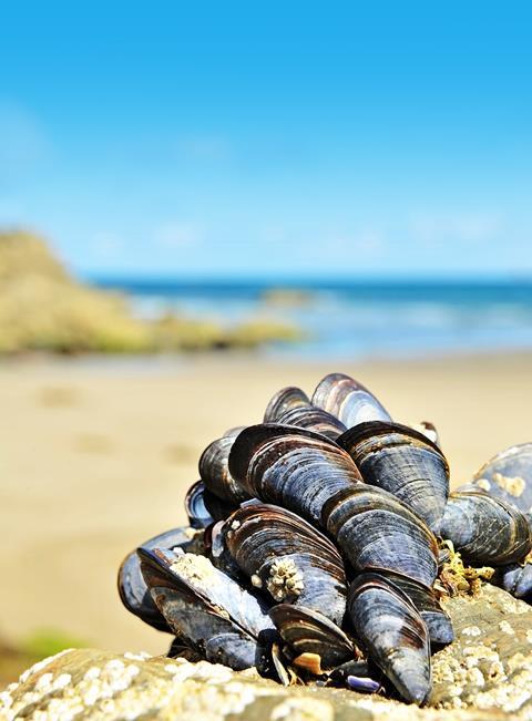 mussels stuck to a rock on a beach 