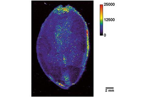 Bioimaging of the elemental distribution in cocoa beans by means of LA-ICP-TQMS