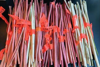 Red and green stems tied together in bundles