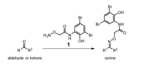 Labelling NPs fig1a