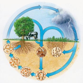 FEATURE-Nitrogen-cycle-350