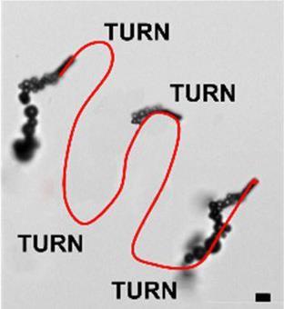 microscope image showing the curved path of the micromotor