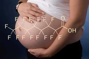 pregnant-PFOA-300