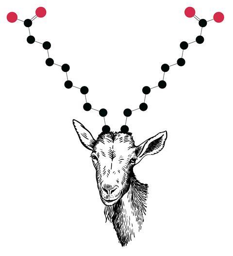 An image showing a goat whose horns show the structure of capric acid