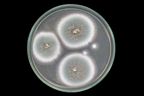 Mould