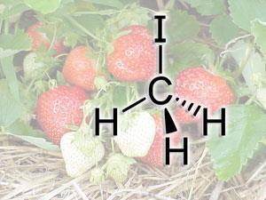 methyl-iodide-strawberries-300