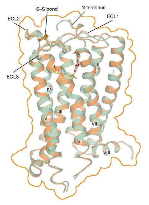 Ribbon diagram of the CB1 receptor with transmembrane helices labeled I–VIII. Superposition of the CB1–AM11542 and CB1–AM841 structures, with the surface outlined by an orange line