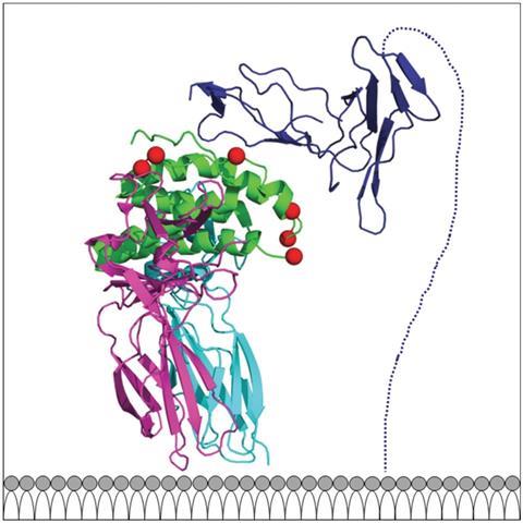 Model demonstrating region of PEGylation sites at IL2 interface with IL2Rα. NKTR-214 is IL2 at its core (green) bound by lysines to 6 PEG chains per molecule as determined by reverse phase HPLC quantification of completely released PEG and protein (8 repl